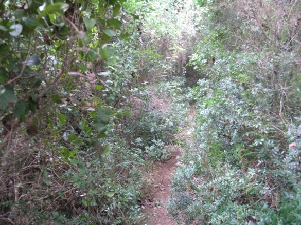 Overgrown trail in Mljet NP