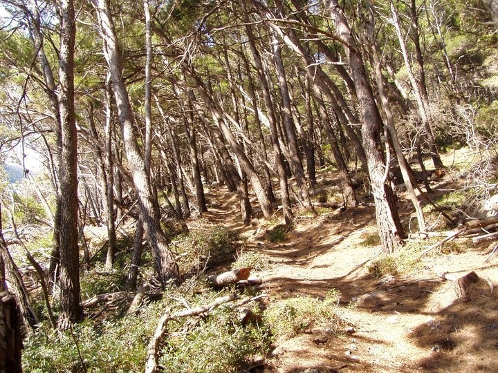 Arranged trail in Mljet NP