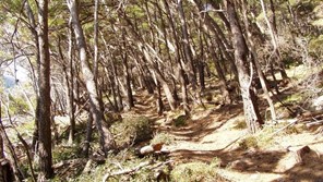 Arranged trail in Mljet NP