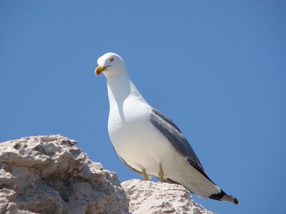 The Kornati Gull Catcher