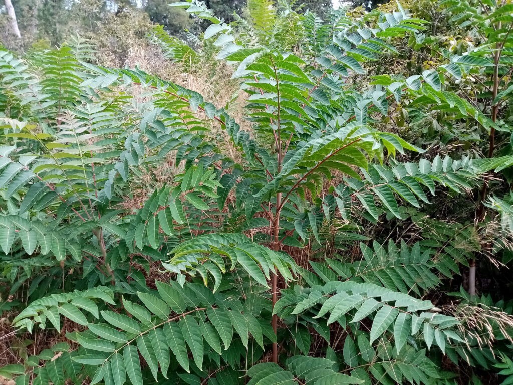 Ailanthus altissima - Žljezdasti pajasen