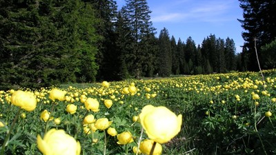 NP Sjeverni Velebit Planinčice na Štirovaći