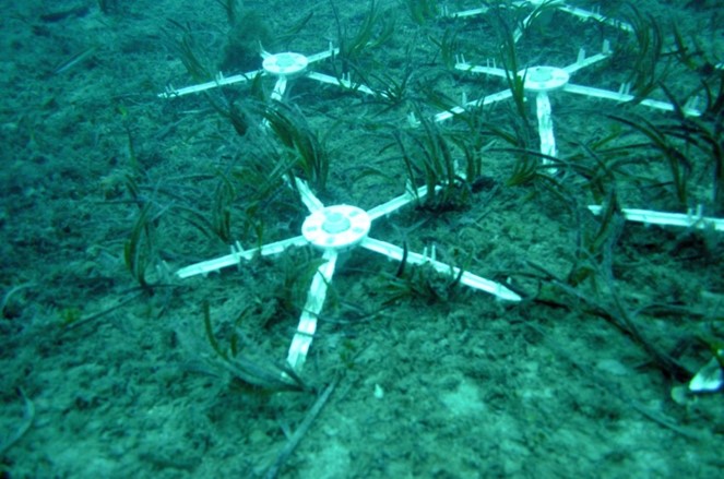 SASPAS - Napravljen monitoring presađenih izdanaka morske cvjetnice Posidonia oceanica
