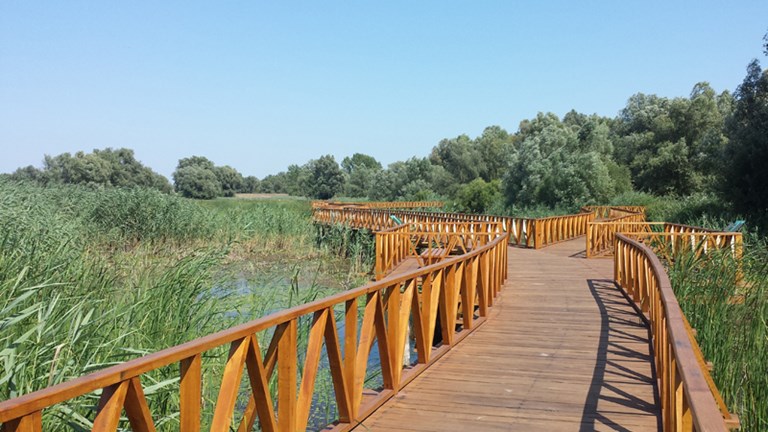 Šetnica bijelog lopoča