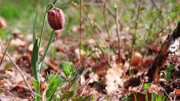 Botanical areas of Turjak