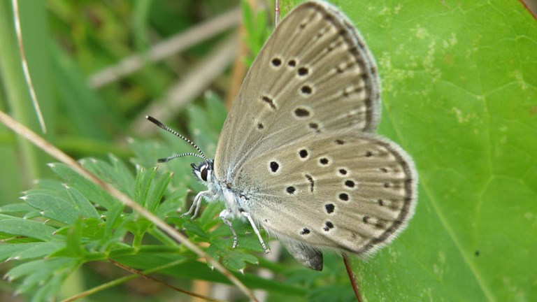 Habitat of alcon blue